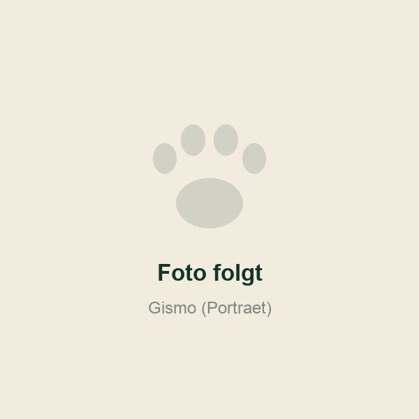 Gismo, die Französische Bulldogge